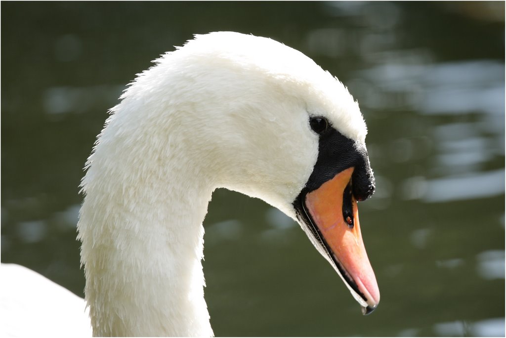 Schwanenportrait im Benrather-Schloßpark by photosmart