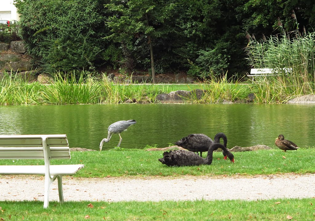 See im Kurpark Bad Liebenzell by Harald Dorwarth