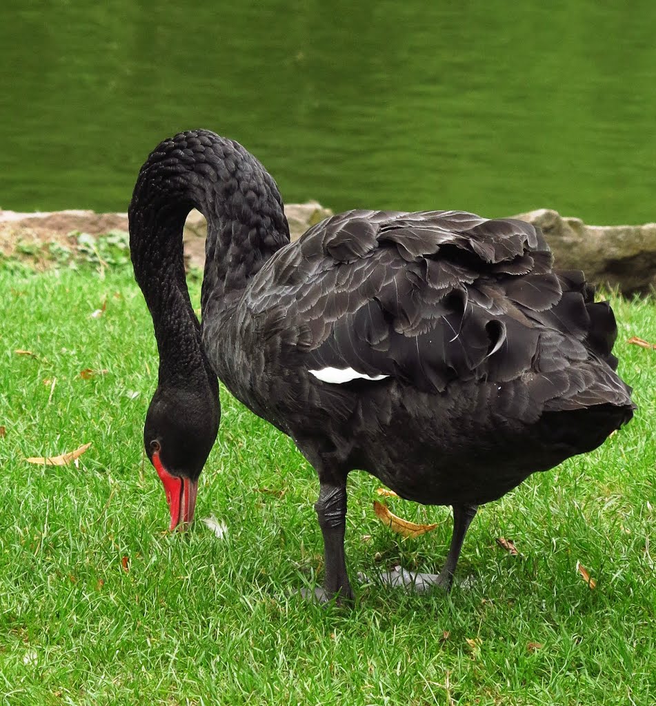 Trauerschwan (Cygnus atratus) by Harald Dorwarth