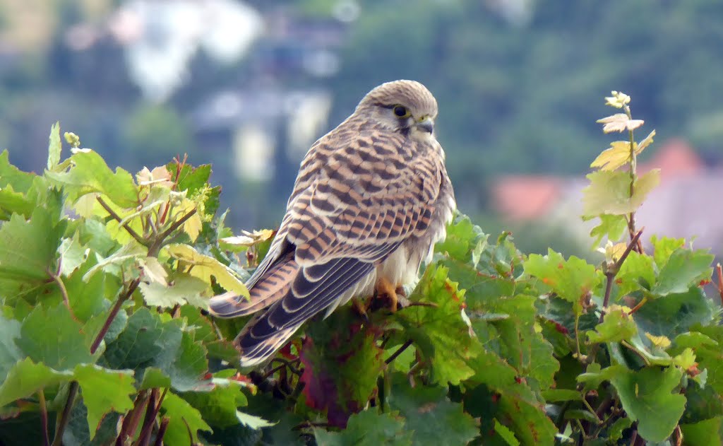 Junger Falke in den Weinbergen bei Burrweiler by Andreas-Müller