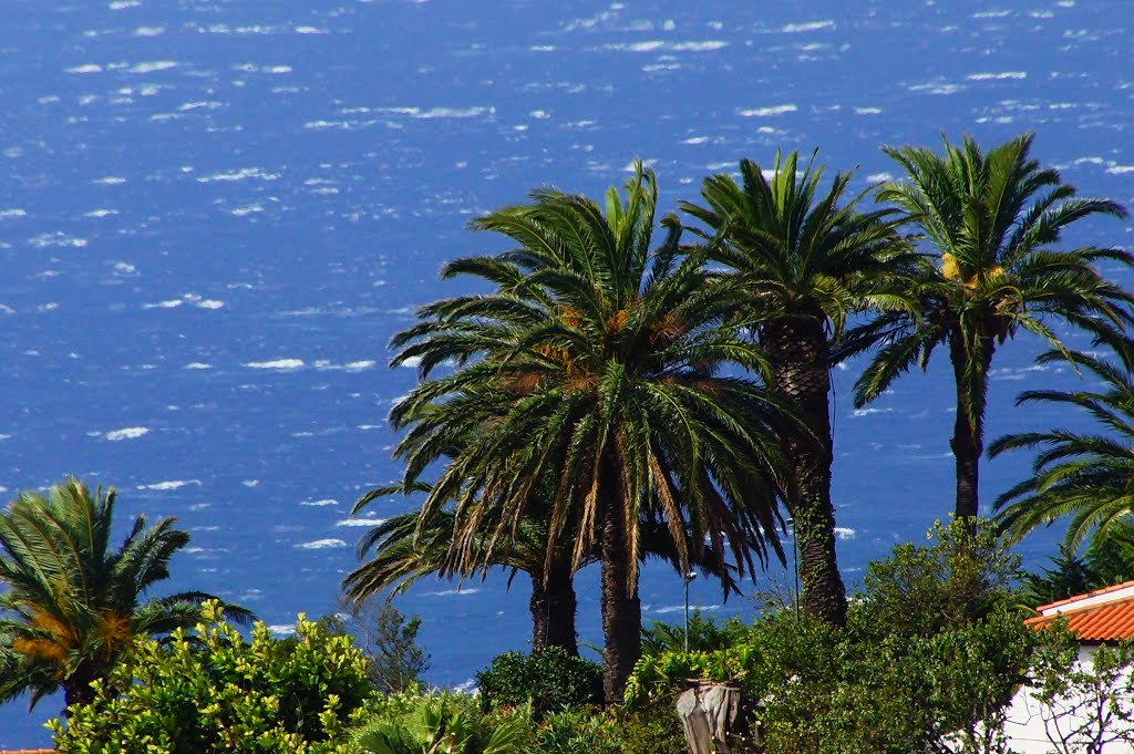 Canico Madeira by Karl Pallinger