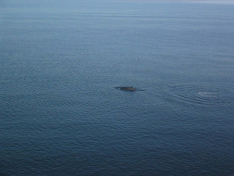 Minke Whale, Tadoussac, QC by mudhooks