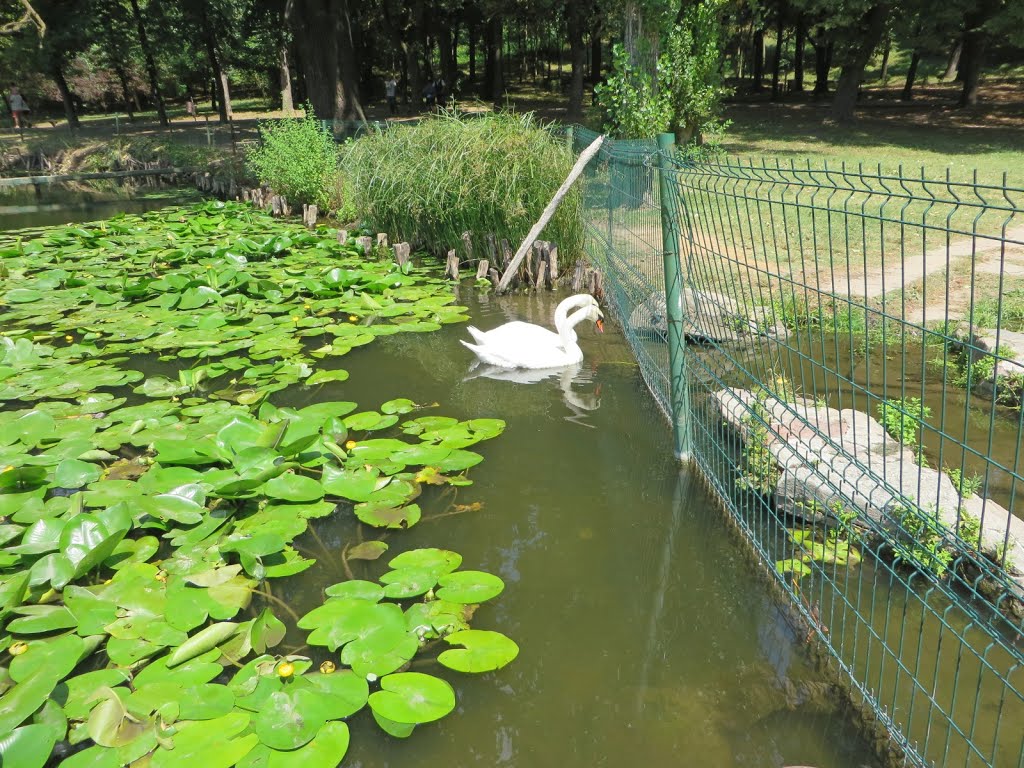 2015-08-02--14-08---IMG_7180---Craiova, parcul Nicolae Romanescu.jpg by max max