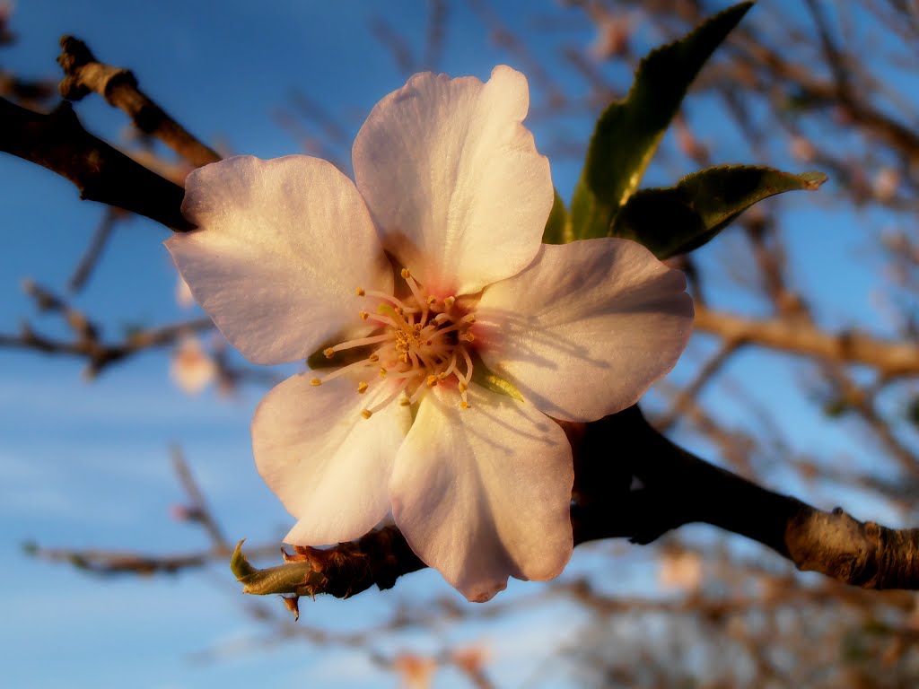 Almond Blossom; Fields of Givat Brenner; Shfelah , Israel פריחת השקד; שדות גבעת ברנר, שפלת יהודה by ekeidar