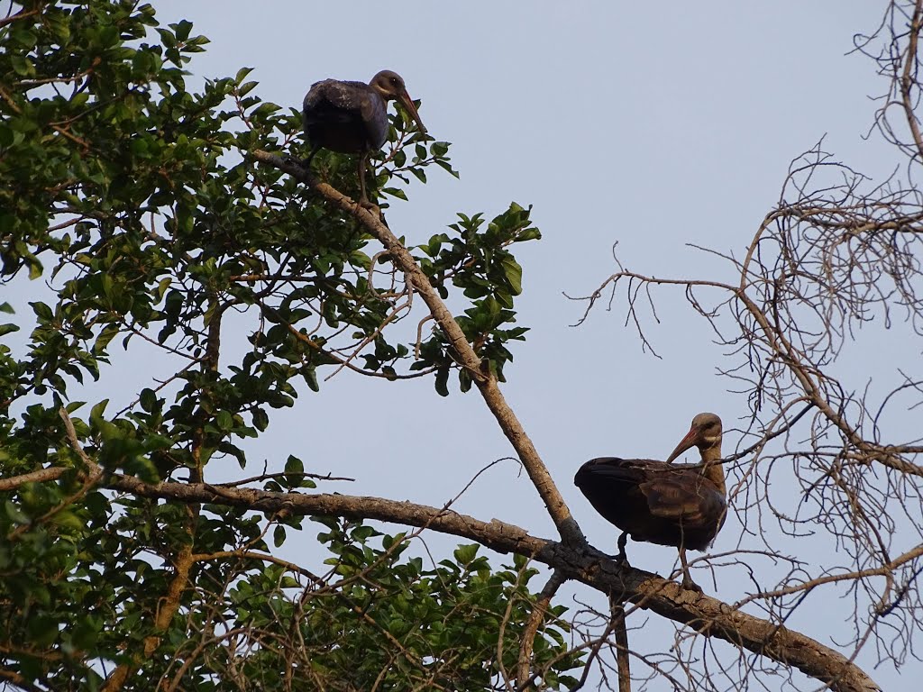 Pestana Krüger Lodge: Hagedasch-Ibis by Frank M. Niepelt