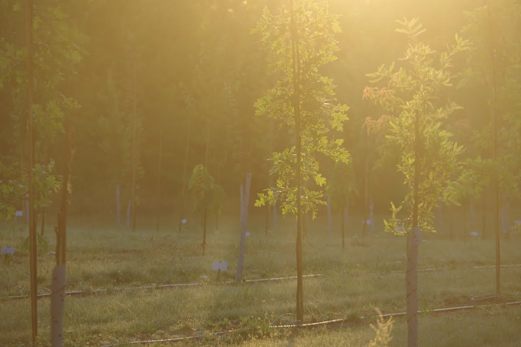 Junge Bäume in der Morgensonne by franzi9