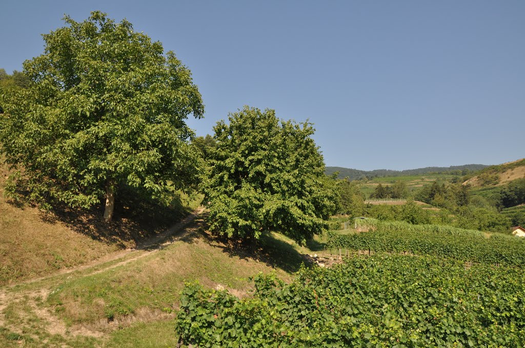 Hochsommer im Weinberg by Fritz Nat