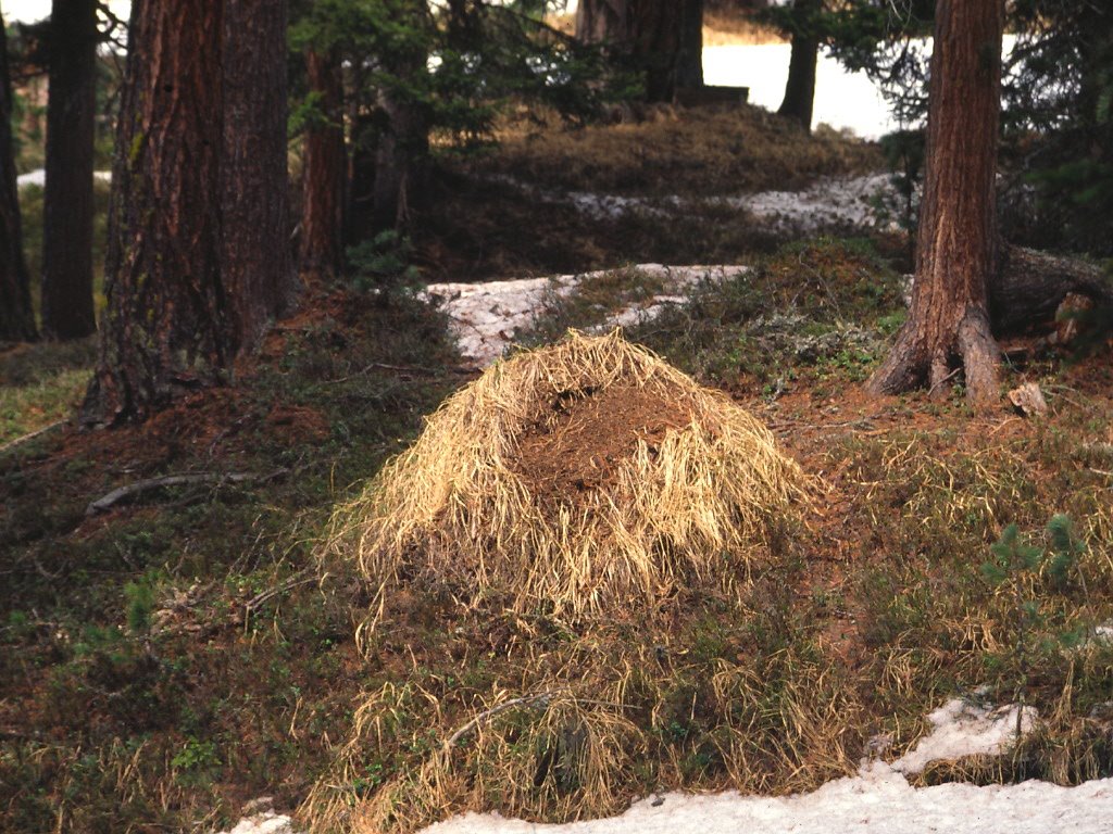 Celerina/Schlarigna, Switzerland by costante.c