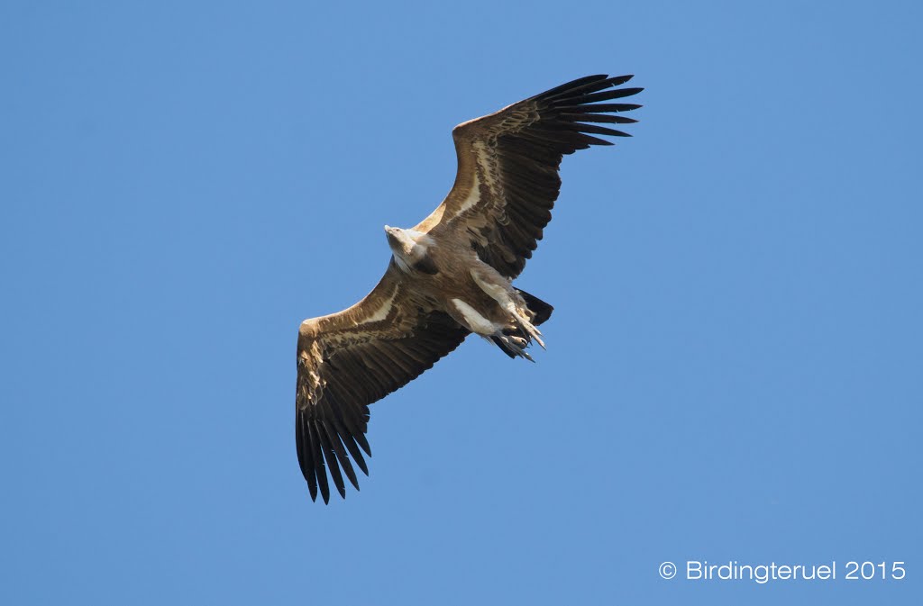 Buitre leonado (Gyps fulvus) by Birdingteruel