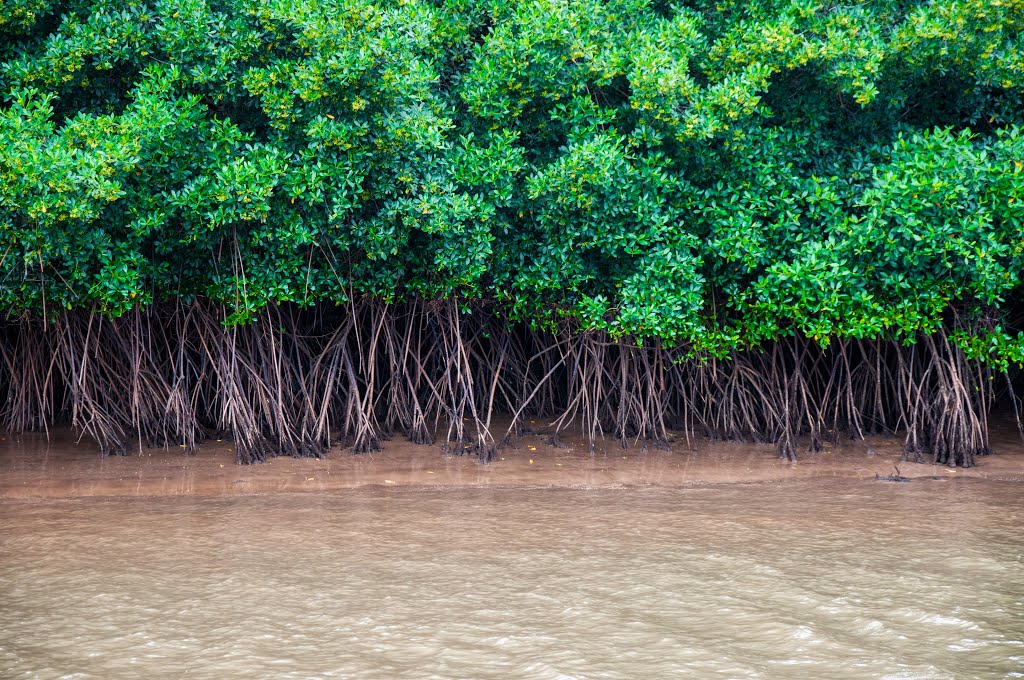 Ilha Grande - State of Piauí, Brazil by Evaldo Nascimento