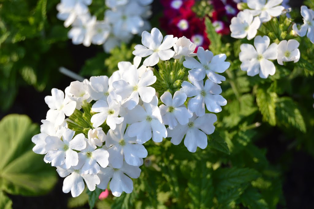 White Flowers by Ozymandias