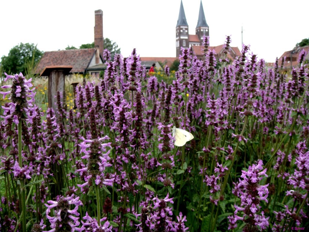 Schmetterlinge fühlen sich wohl im Nutzgarten des Jerichower Klostergartens by katzmaus12