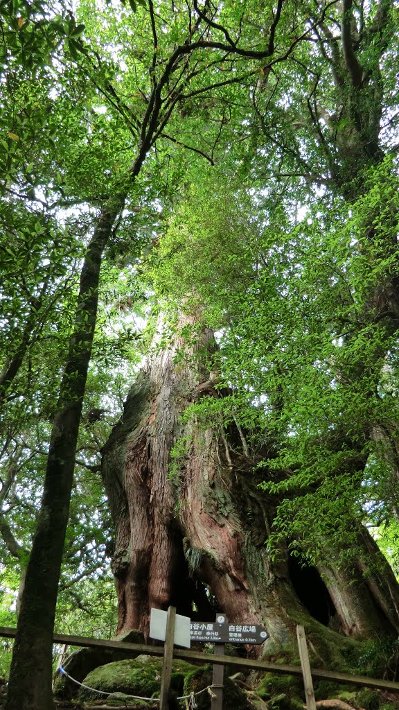 Yakushima, Kumage District, Kagoshima Prefecture, Japan by Teras Yas