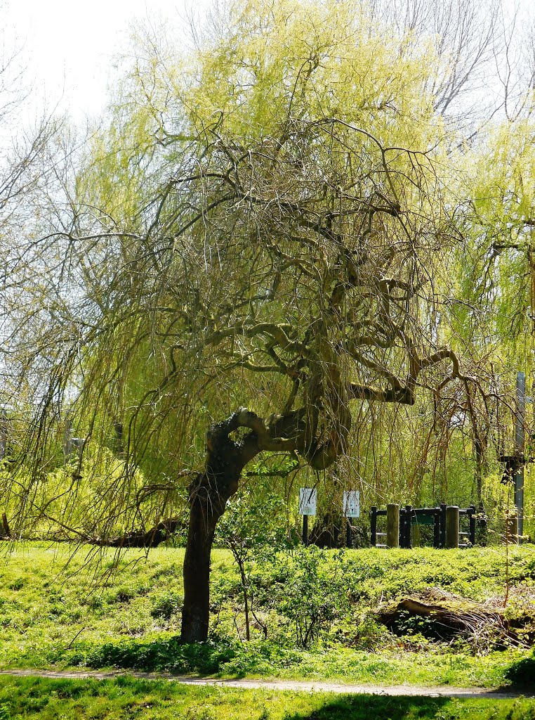 Oddly shaped tree by Florentine Vermeiren