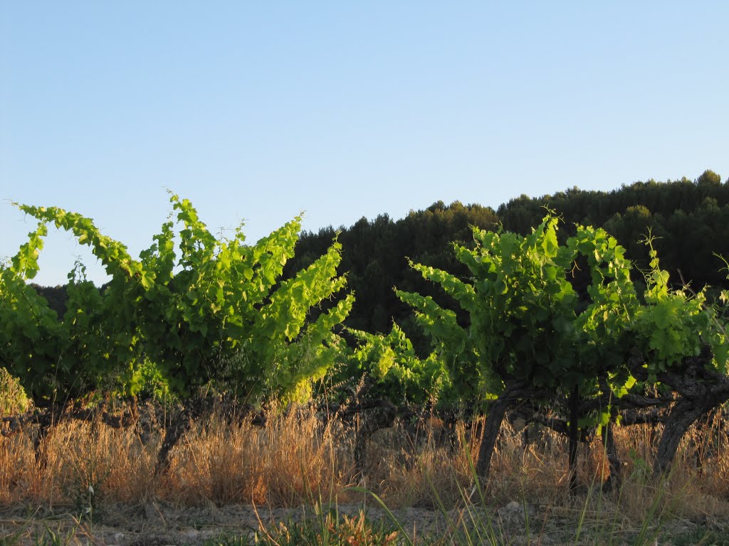 Vineyard by Tina B.