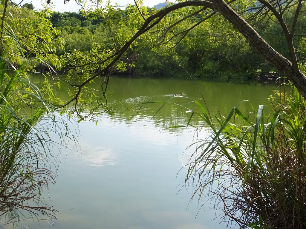 生態池 Ecological Pond by lienyuan lee