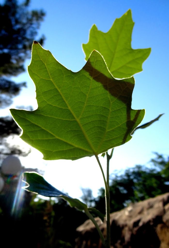 Leaves backlit by the sun at Indian Cliffs Ranch, El Paso, Texas, US by John Eby