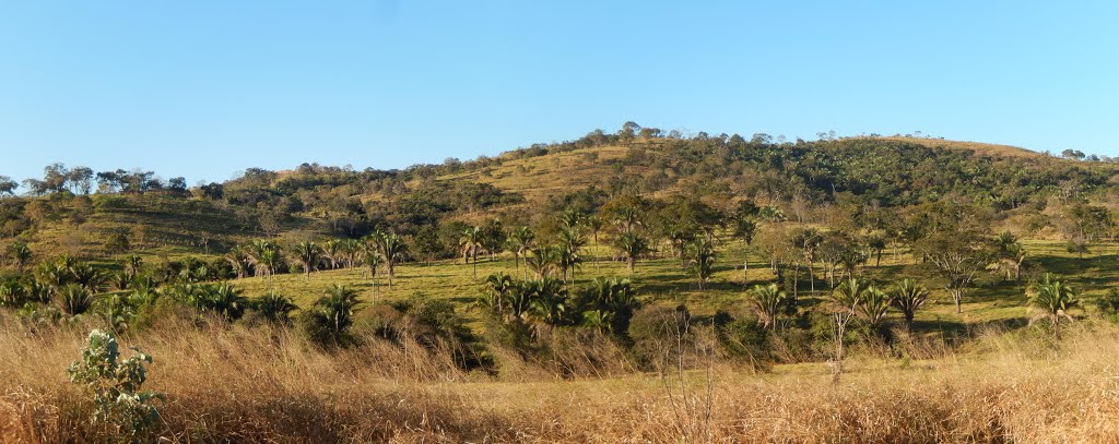 Uma vista dos bacuris no morro, sinal de terra fértil - Cocalzinho de Goiás - Goiás by W Azevedo