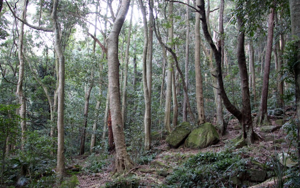 Mount Keira, warm temperate rainforest. Most trees here are the Golden Sassafras or Jackwood by Peter Woodard