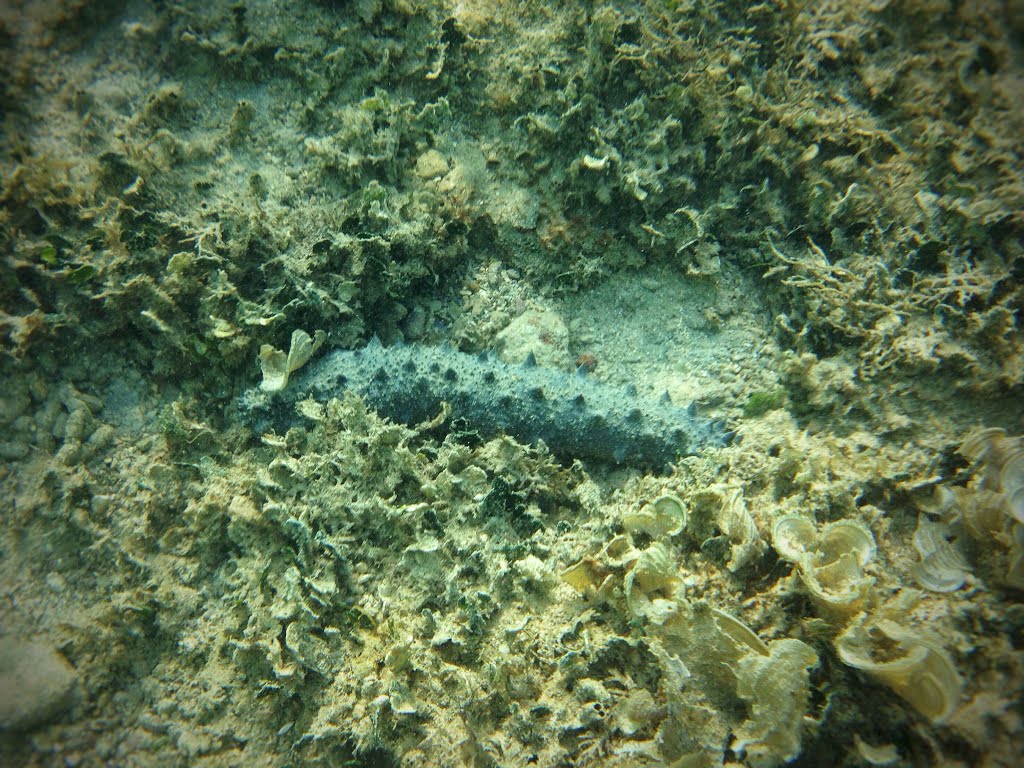 Sea Cucumber; 08/2015 by W. Trummer