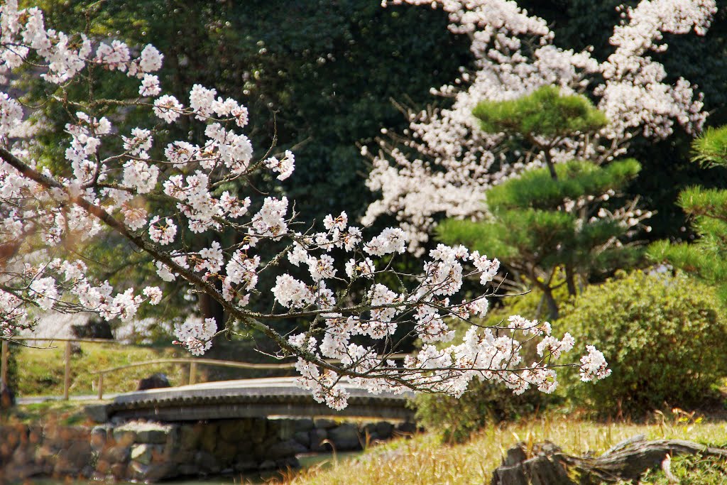 根来寺 by 木下雅之