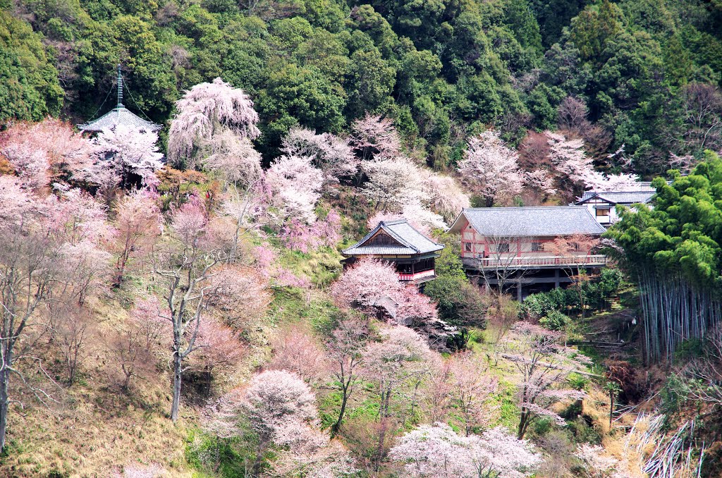 吉野山 by 木下雅之