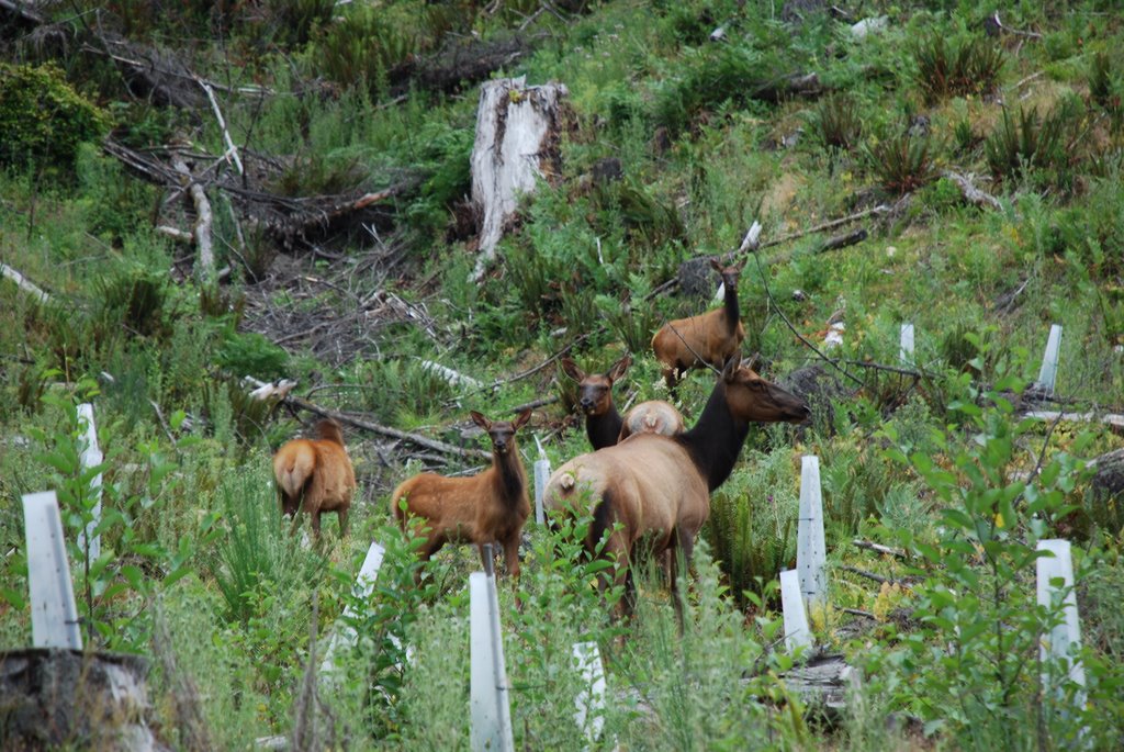 Cowichan Lake Cow Elk by Greater Victoria