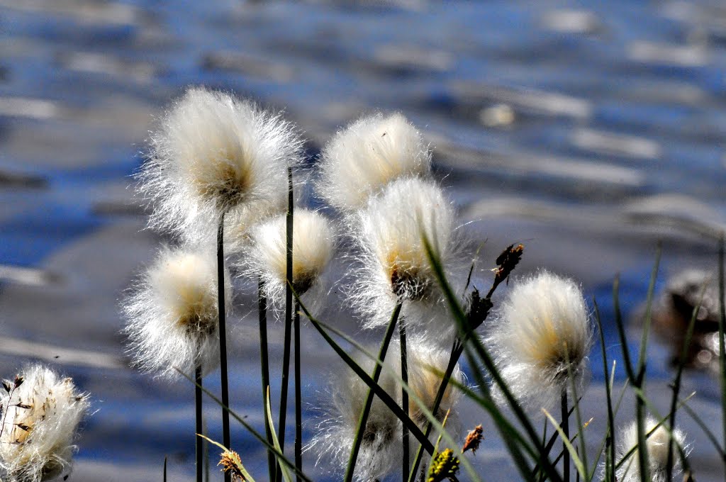 Linaigrettes au bord du Lac Blanc 3 by Matopée