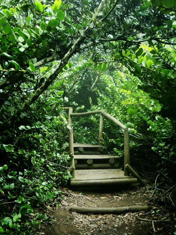 Escalas en el bosque. P. N. Fray Jorge by Oscar Fernández C