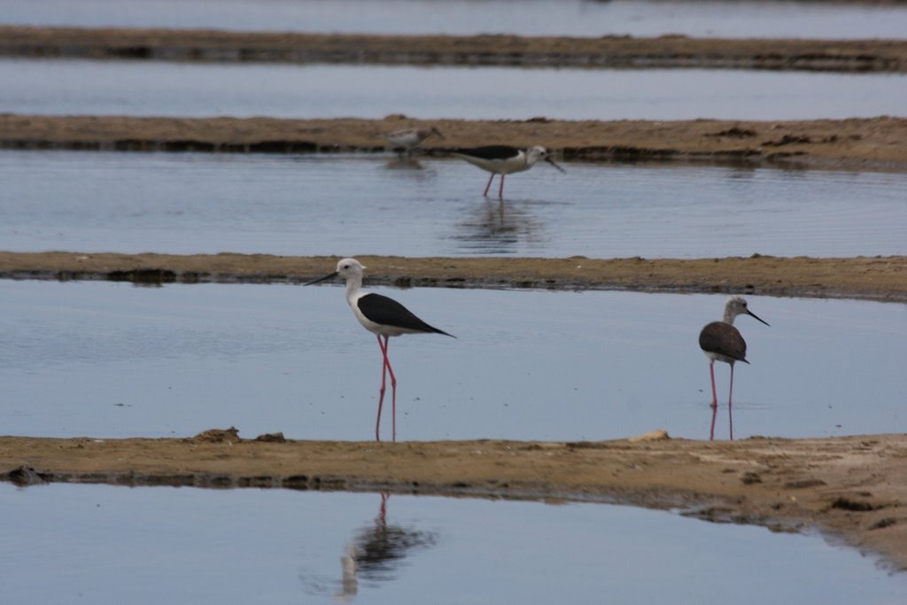 Cigüeñuelas en las salinas by Jav_alvarez