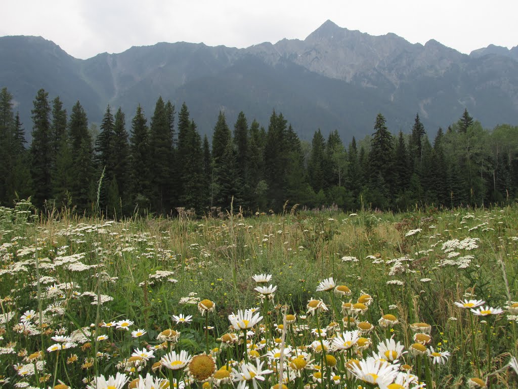 Daisies In Summer Serenity Amongst The Summits, Mount Robson BC Jul '15 by David Cure-Hryciuk