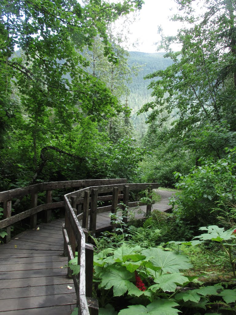 Walking Along The Giant Cedars Boardwalk Trail In Mount Revelstoke National Park BC Jul '15 by David Cure-Hryciuk