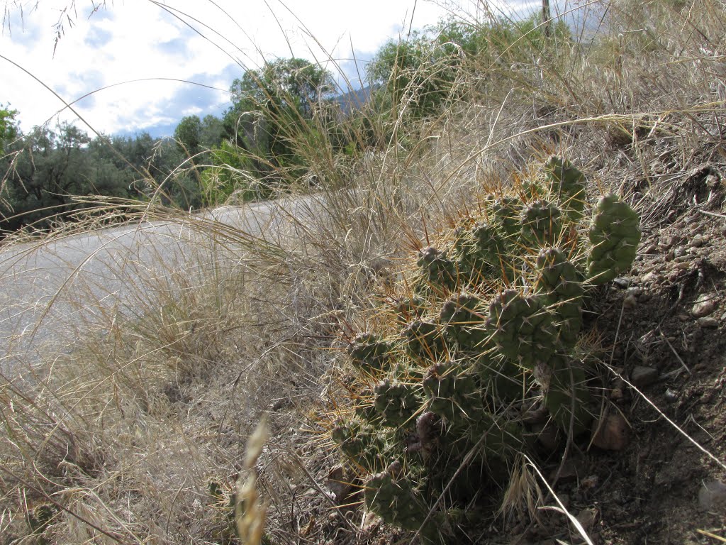 A Very Prickly Cacti Patch Baking In The Desert Sun In Haynes Point Provincial Park Near Osoyoos BC Jul '15 by David Cure-Hryciuk