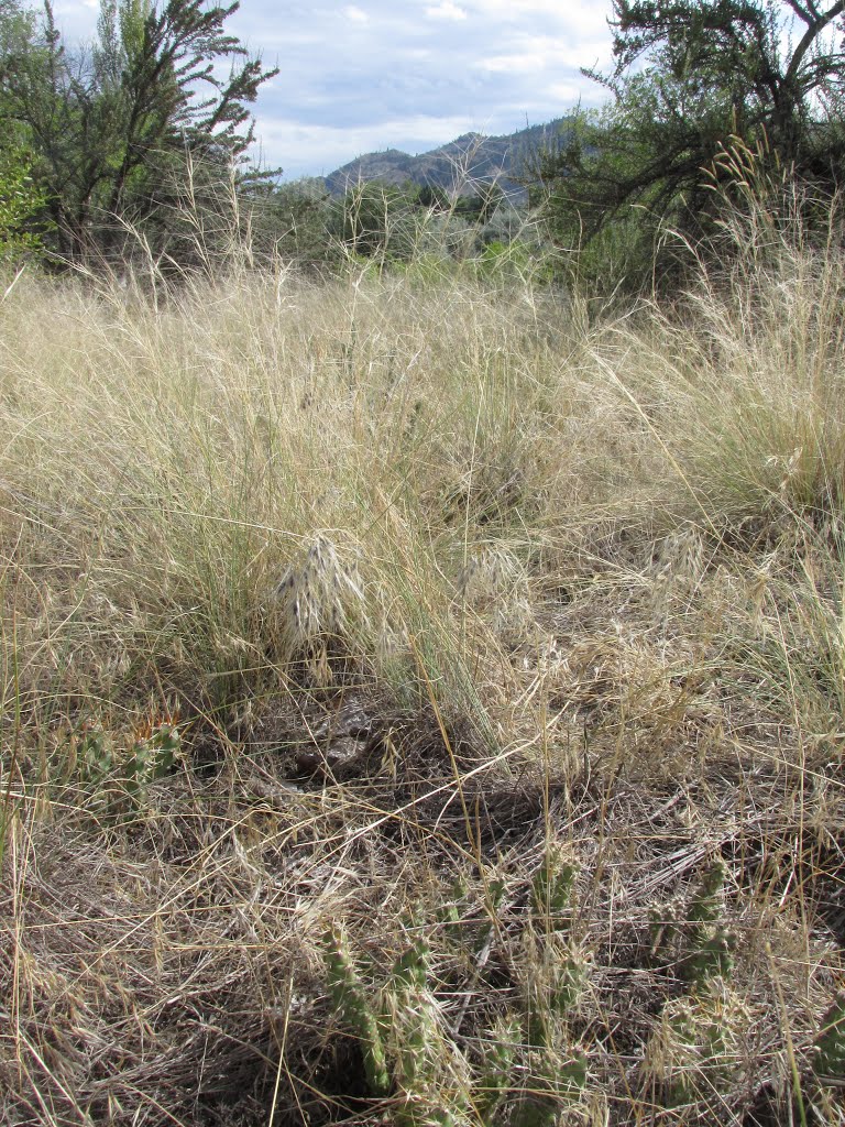 Brittle Prickly Pear Cacti And Golden Grass In Haynes Point Provincial Park Near Osoyoos BC Jul '15 by David Cure-Hryciuk