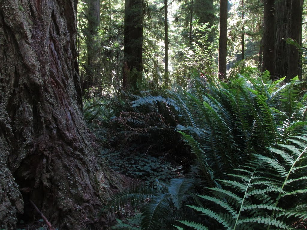 Up Against A Massive Redwood Trunk In The Rainforest In Jedediah Smith Redwoods State Park, California Jul '15 by David Cure-Hryciuk