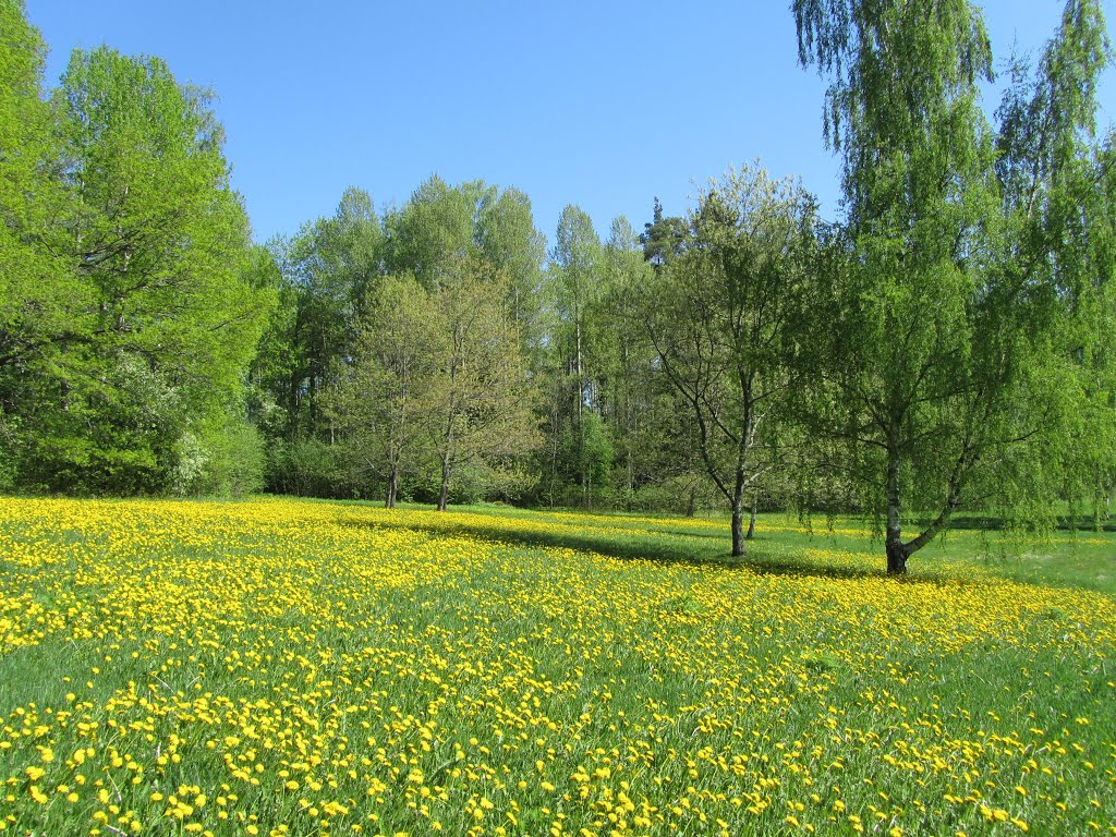 Summer by Petri Saarinen