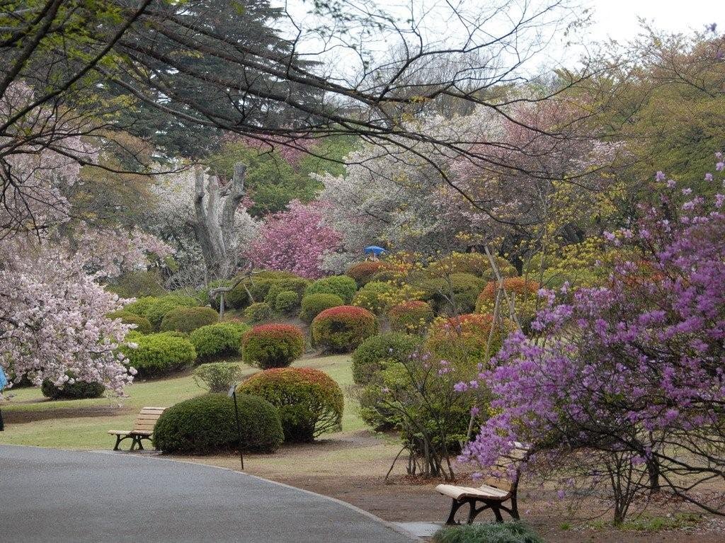 Shinjuku Gyoen　東京　新宿御苑 by JohnMuzi