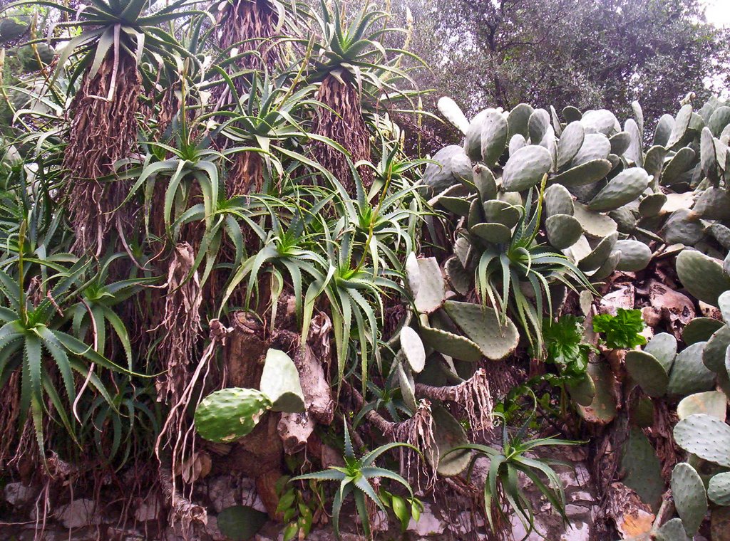 Gibraltar Botanic Garden by Artis Laivins