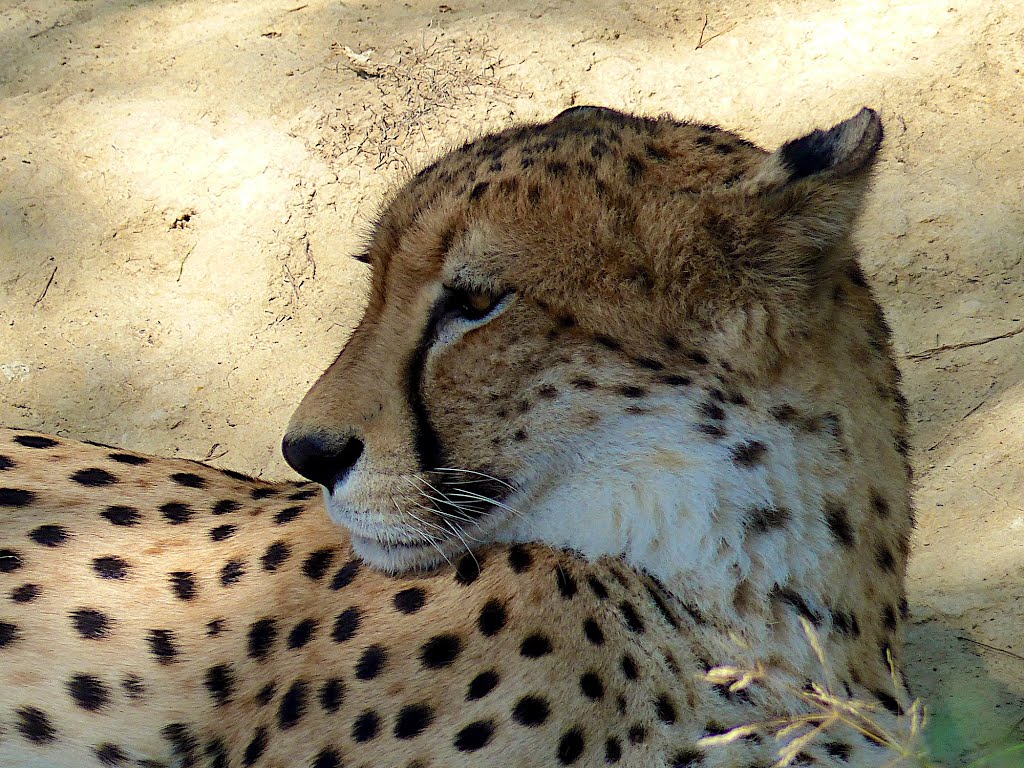 La prangièra del guepard - A ras de l'Estanh de l'Uèlh de Can - Sijan de Narbonés - Occitania by Franc Bardou