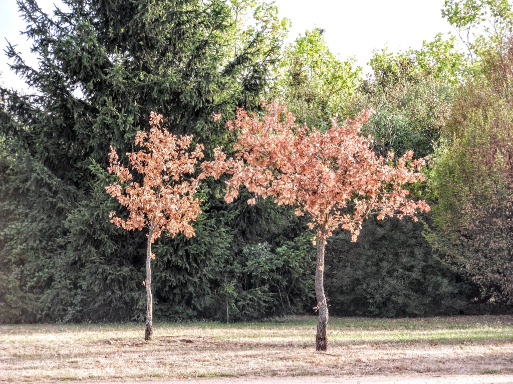 Arbustes au Parc de Lacroix Laval by Matopée