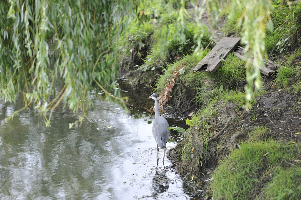 Heron hopingfor fish by Nick Weall