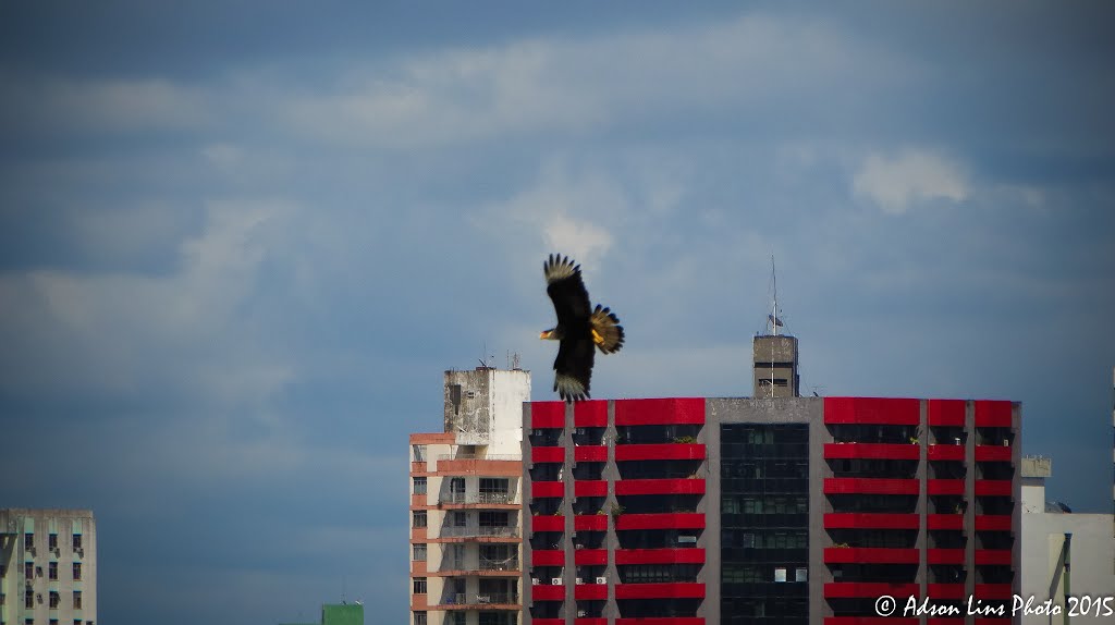 Carcará caça sobre as águas do rio Sergipe tendo ao fundo os prédios de Aracaju (SE). by Adson Lins