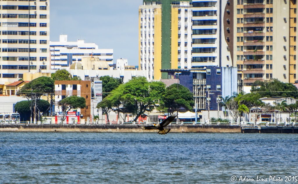 Carcará caça sobre as águas do rio Sergipe tendo ao fundo os prédios de Aracaju (SE) by Adson Lins