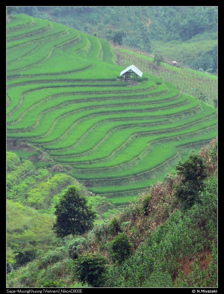 Thanh Bình, Mường Khương, Lào Cai, Vietnam by Miyazaki Norihito