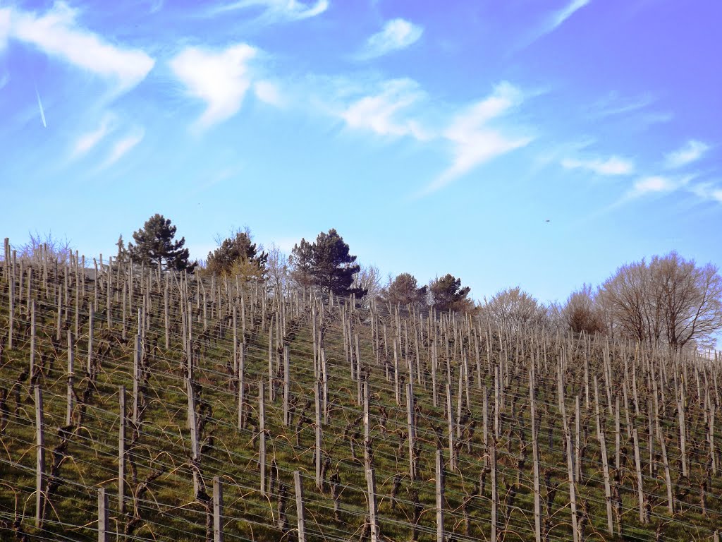 Stuttgart-Münster, Schnarrenberg, Weinberglandschaft by Kurdo Kolenko