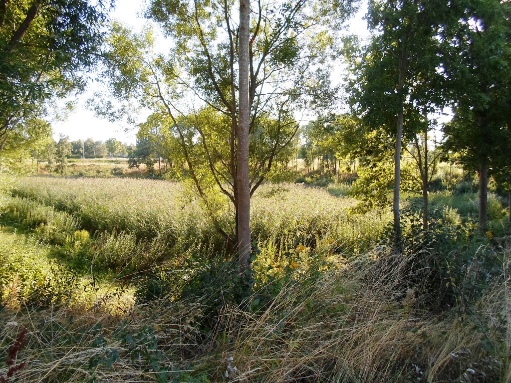 Pond near Husby Allé in Taastrup by DK G