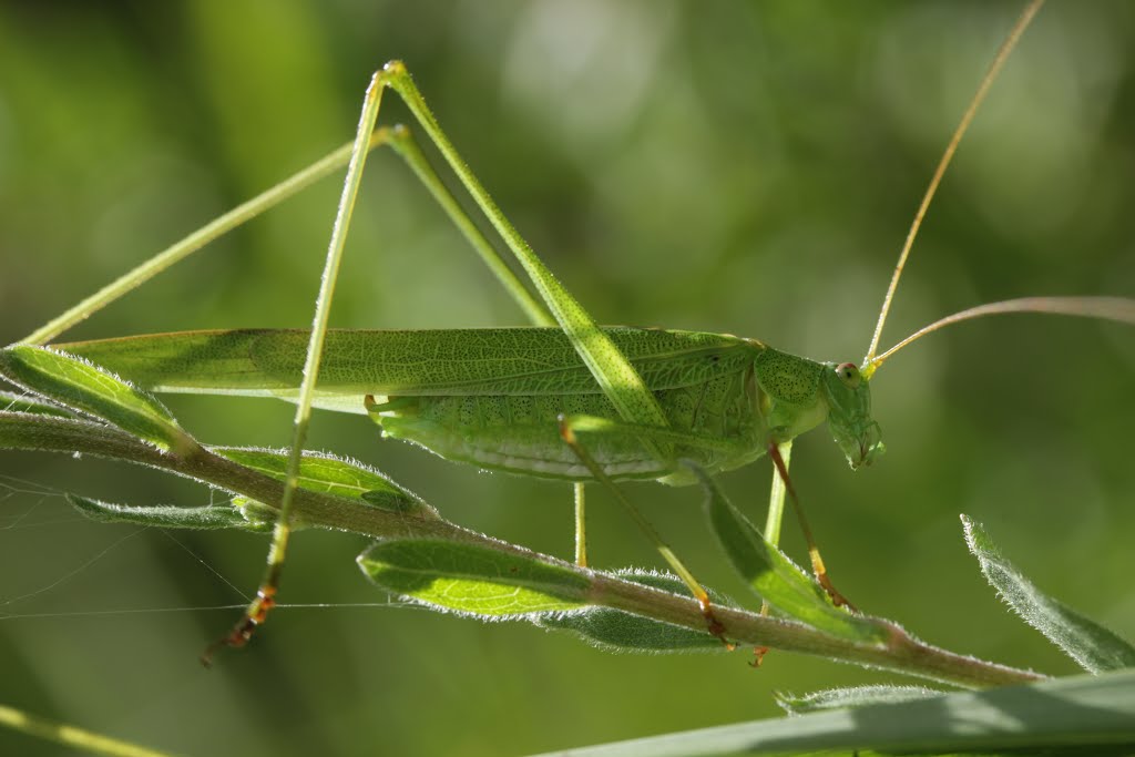 Sickle-bearing Bush-cricket - Phaneroptera falcata by Björn S.