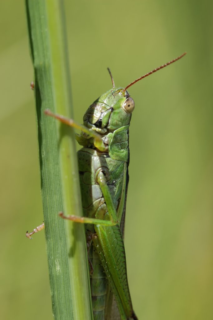 Green Leek Grasshopper - Mecostethus parapleurus by Björn S.