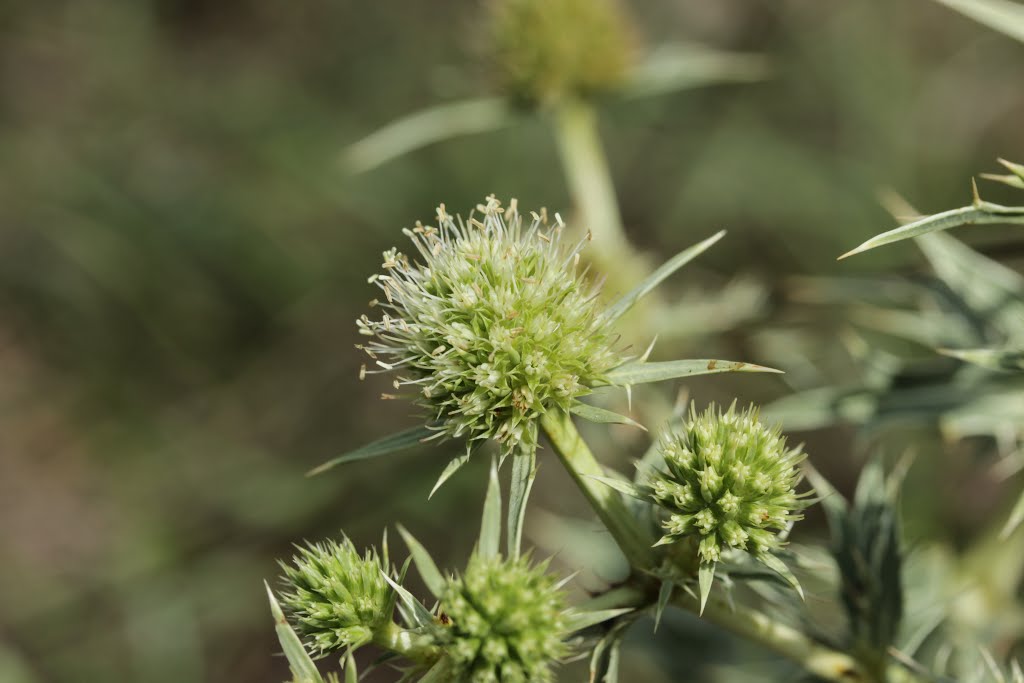 Field Eryngo - Eryngium campestre by Björn S.