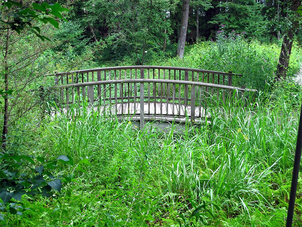 Bridge Over Swamp by Tom Choma